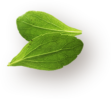 about leaf